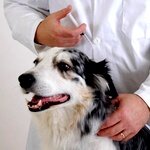 вакцинация собак - лаборатория Житомир