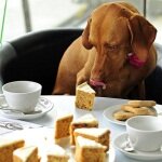 Чем кормить собаку: натуральный или покупной корм