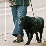 Собака-помощник для инвалида
