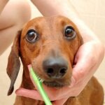 Гигиена – залог здоровья пса