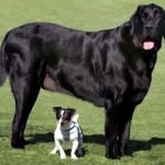Большие породы собак